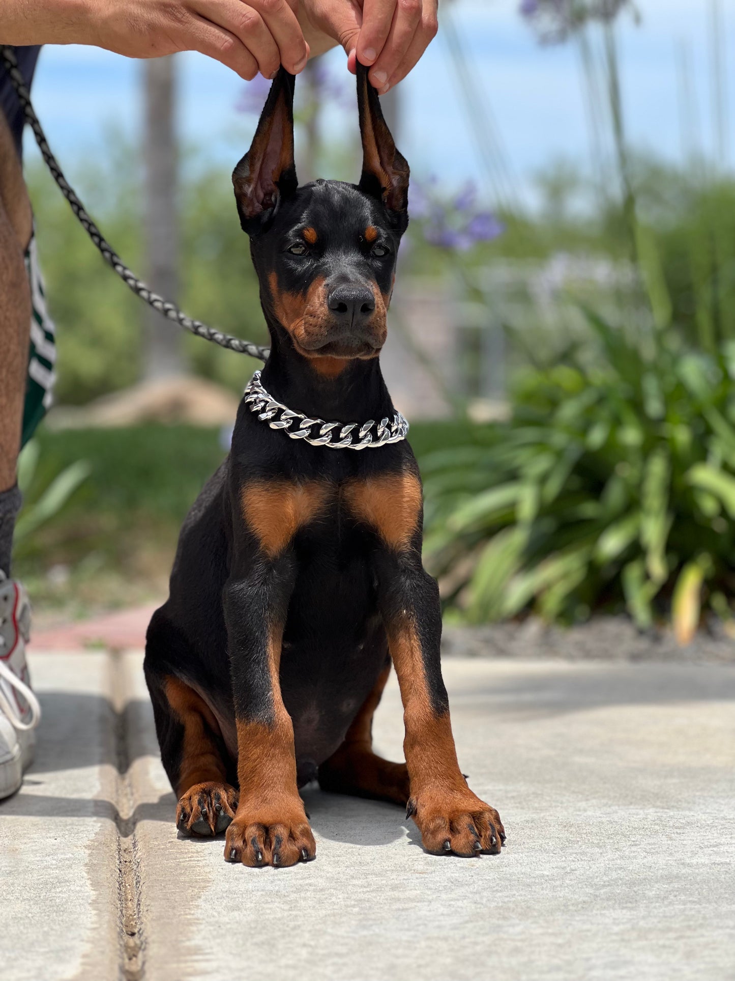 Mini Luxury Silver Collar + Mini Luxury Silver Leash