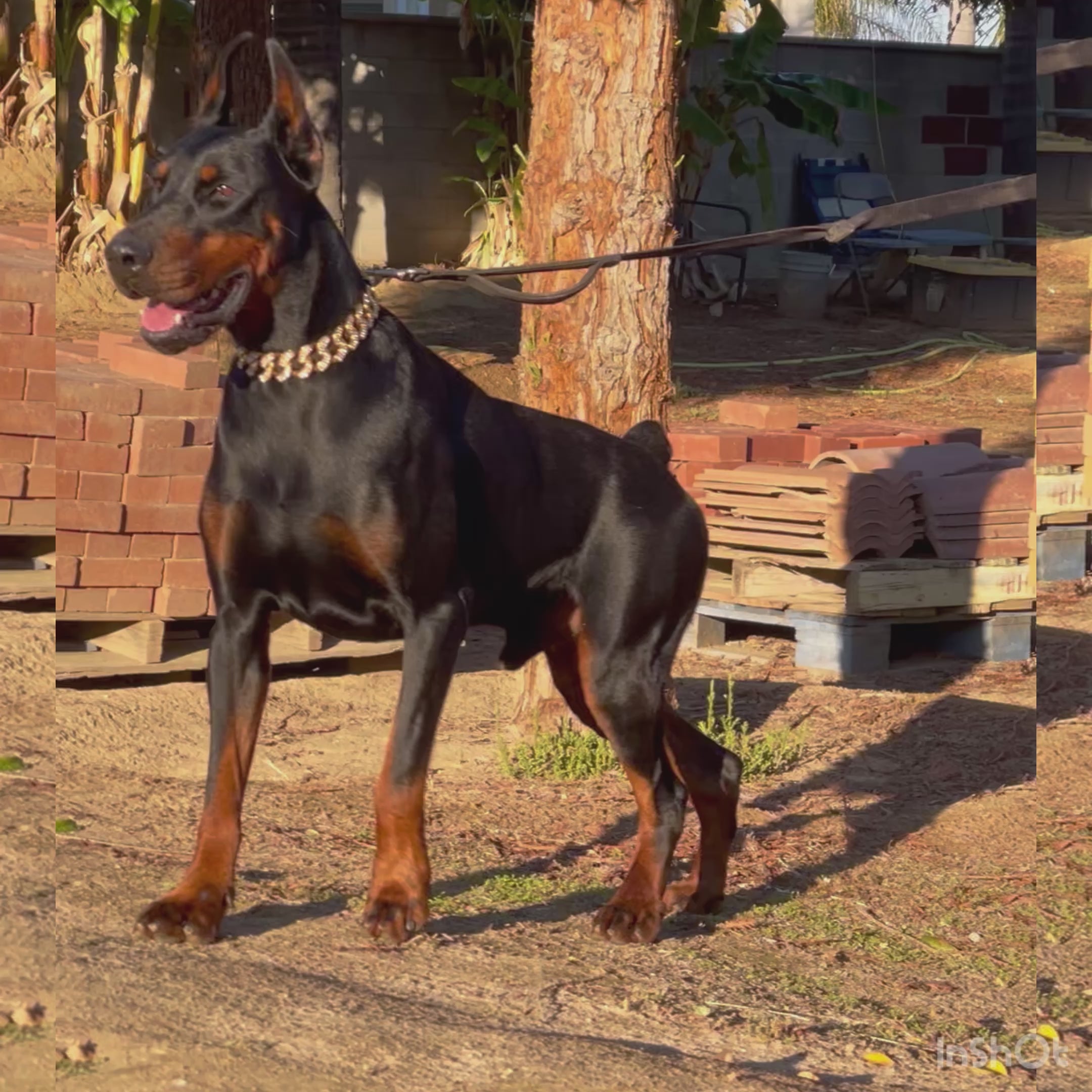 Doberman hot sale gold collar