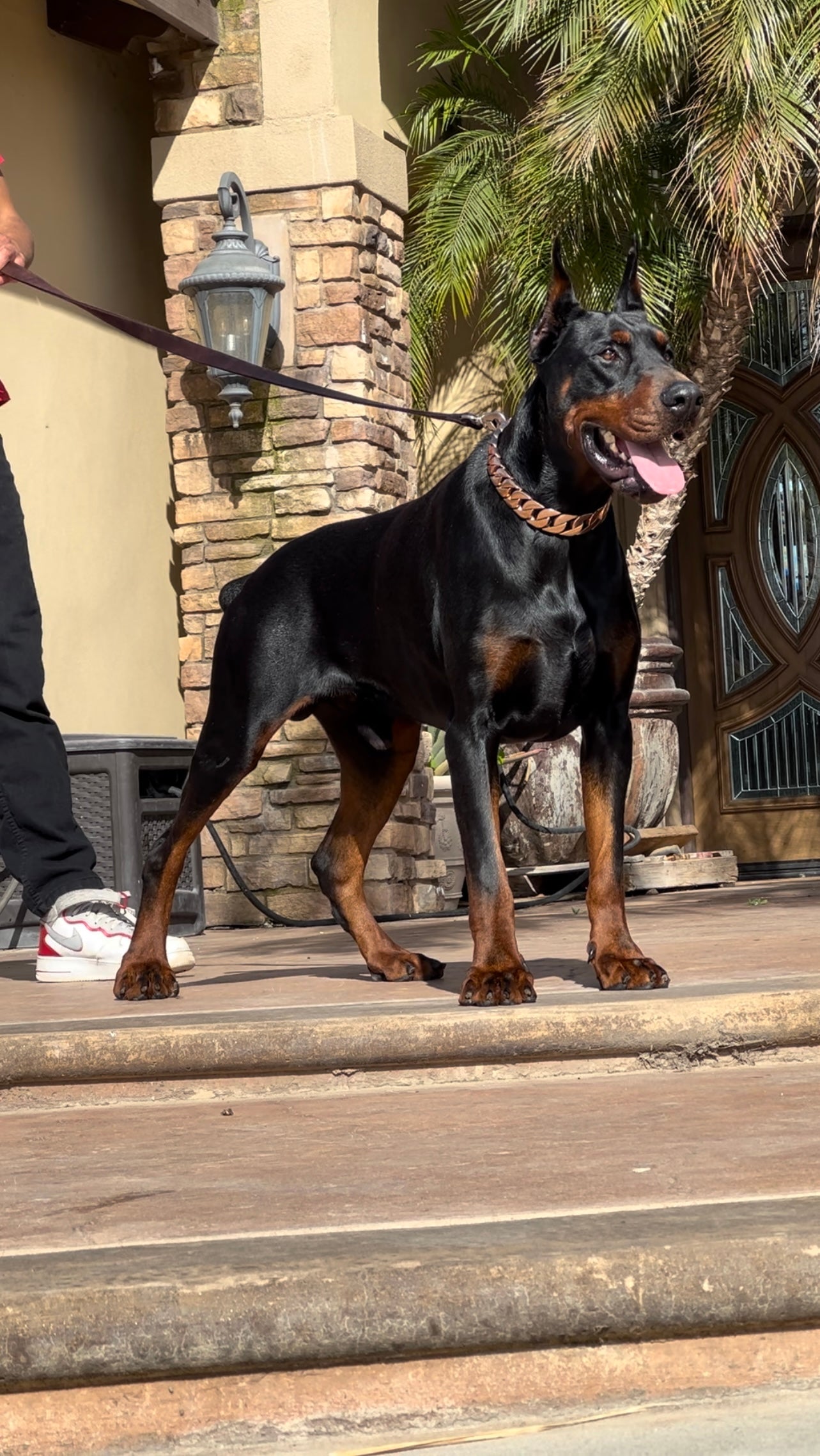 Choke chain for clearance doberman